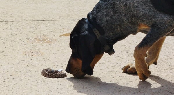 dog sniffing muzzled rattlesnake